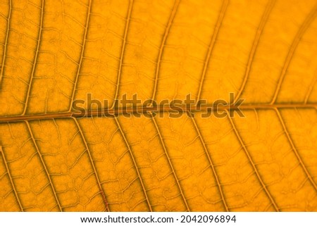Closeup of an orange leaf texture of a plant, Orange leaf texture for background