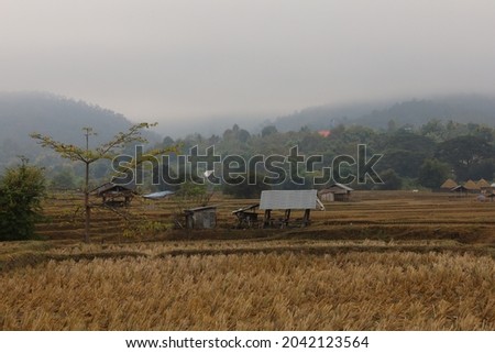 Thai buffalo in the rice farm