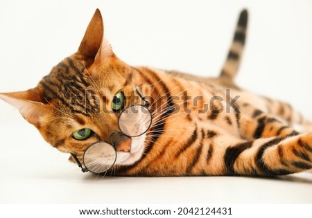 Severe look ginger bengal cat wearing eye glasses looking at camera lying on white background,isolated.Pet bad eyesight concept or strict school professor or animal and humor idea. Close-up shot.