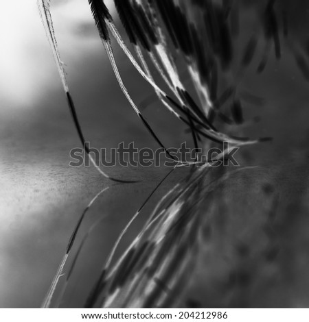 Guinea hen feather with light grey background 