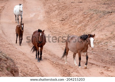 Wild horses Canyon de Chelly