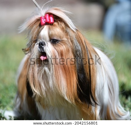 Dog breed Yorkshire Terrier, or York on a walk on a summer day 