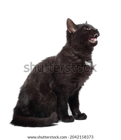 Young angry black cat on white background, with open mouth and teeths