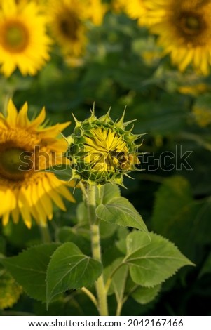 Sunflower on the field. Closeup photo of indian Sunflower