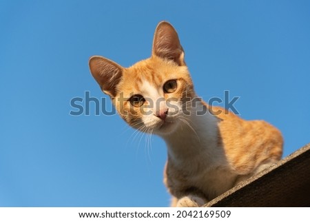 Against the background of the blue sky, the yellow eyes of the ginger kitten look down at the viewer from the roof of the house. Wallpaper of blue sky and ginger cat
