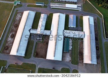 Farm with cows and pigs in the village, aerial view. Cowsheds near agriculture field. Production of milk and Animal husbandry concept. Cow Dairy. Farm animals and Agronomy. The farm of cattle.