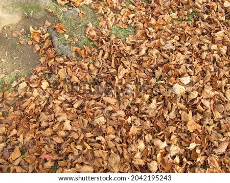 Soil ground covered with lime leaves in late autumn