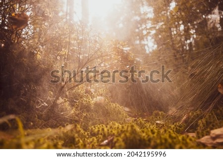 Plants, grass close-up in the forest. Low point of view in nature landscape. Ground forest on sunset, summer background. Blurred nature background copy space. Park low focus depth.