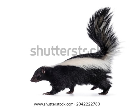 Cute classic black with white stripe young skunk aka Mephitis mephitis, walking side ways. Head up looking straight ahead with tail high up. Isolated on a white background. Royalty-Free Stock Photo #2042222780