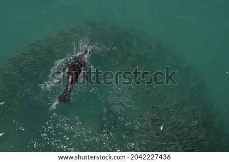 A seal dives in to a school of fish (sardines)