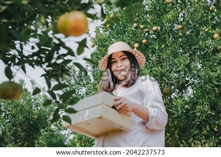 Farmer Woman is Harvesting Oranges Fruit While Holding Wooden Basket With Happy Smiling in Organic Farm. Cheerful Attractive Farmer Woman is Working in Orange Plantation Farming. Agriculture Lifestyle