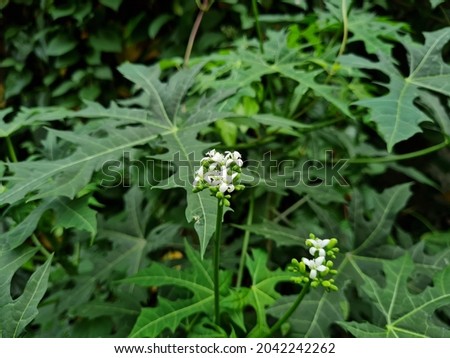 white flowers with green leaves in the school garden