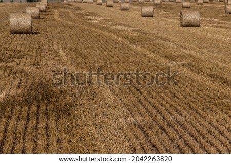 Stacks of straw - bales of hay, rolled into stacks left after harvesting of wheat ears, agricultural farm field with gathered crops rural.
