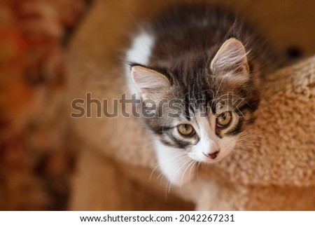 cute brown kitten cat sitting on a bed for cats at home looking at the camera close-up. High quality photo Royalty-Free Stock Photo #2042267231
