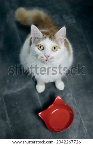 High angle view of a cute longhair cat sitting next to emty feeding dish and looking up at camera.