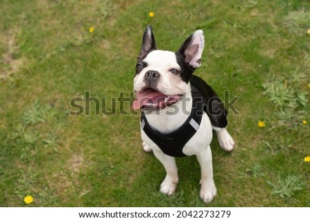 Boston Terrier puppy sitting on grass looking up smiling with her tongue out hanging to one side. She is wearing a harness.