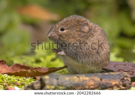 Field vole or short-tailed vole (Microtus agrestis) walking in natural habitat green forest environment. Royalty-Free Stock Photo #2042282666