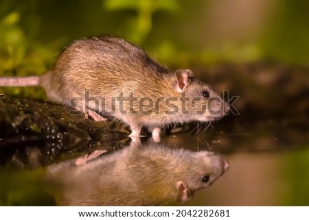 Brown rat (Rattus norvegicus) drinking water from bank at night. Netherlands. Wildlife in nature of Europe. Royalty-Free Stock Photo #2042282681