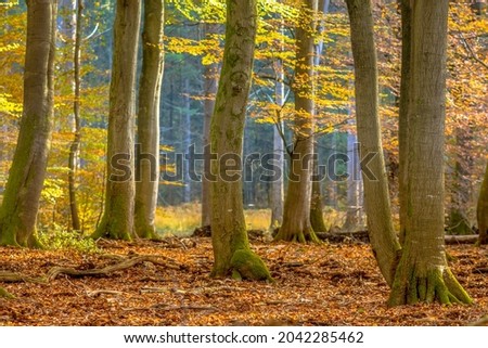 Beech trees in autumn forest with colorfull fall foliage in hazy conditions. Veluwe, Gelderland Province, the Netherlands.