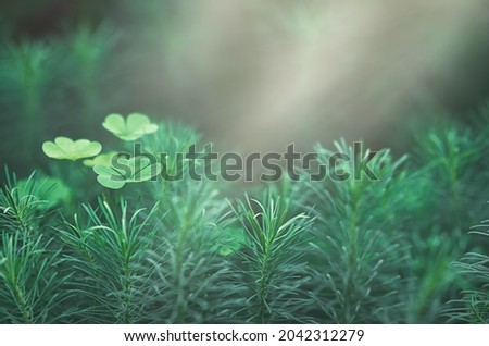 clover and fluffy evergreen grass with needles