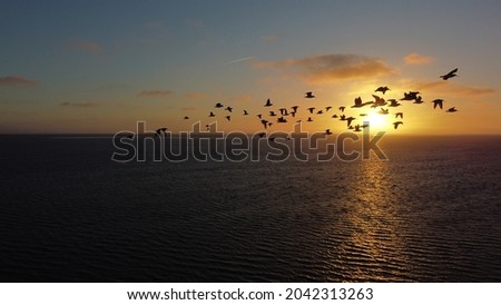 birds during sunset north sea germany drone picture