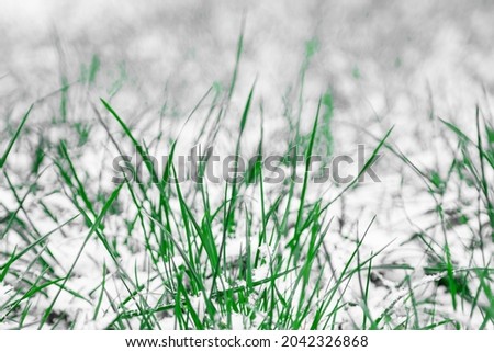 Blurred or soft focus photo of first snow on green grass. Close up selective focus of snow covered green grass .Winter season weather.