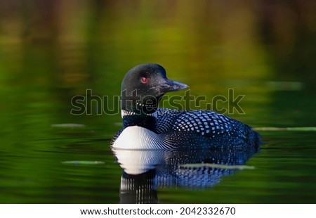 Closeup of a common loon in the water with green bokeh background