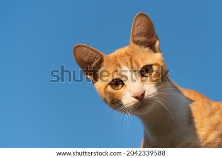 Against the background of the blue sky, the yellow eyes of the ginger kitten look down at the viewer. Wallpaper of blue sky and ginger cat