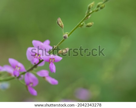 Panicled Tick Trefoil with small red purple flowers
 Royalty-Free Stock Photo #2042343278