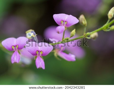 Panicled Tick Trefoil with small red purple flowers
 Royalty-Free Stock Photo #2042343281