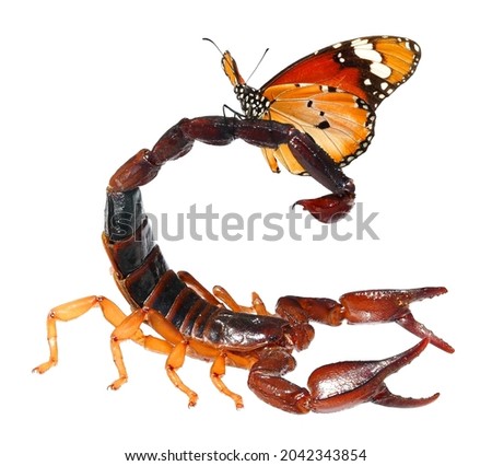 Common Black Scorpion, Nebo hierichonticus and butterfly, Danaus chrysippus (Plain tiger or African monarch) sitting on it. Isolated on a white background