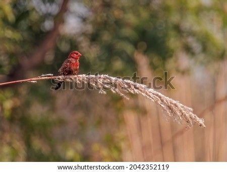 Red Avadavat sitting on a branch and basking