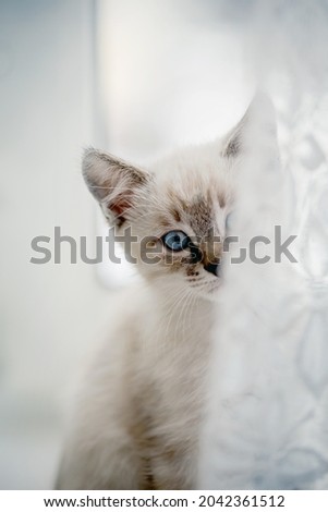 Portrait of a kitten with blue eyes on the window behind the curtain. Small cat.
