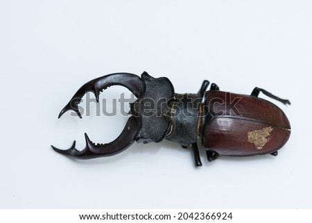 a Stag beetle on a white background