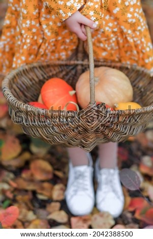 Little girl holding a basket with pumpkins. Concept of Golden autumn