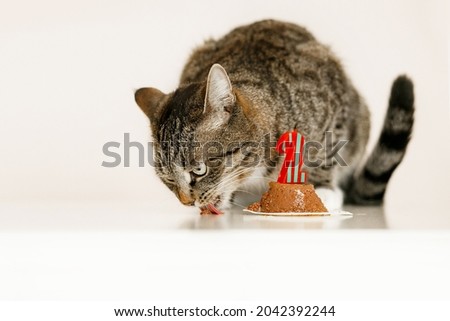 The cat licks a treat on the occasion of its birthday
