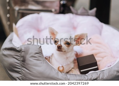 A beautiful white purebred Chihuahua dog lies on a soft bed. Portrait, photography.