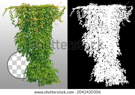 Cutout ivy with lush green foliage. Climbing plant in summer isolated on transparent background via an alpha channel. High quality mask for professional composition. Royalty-Free Stock Photo #2042420306