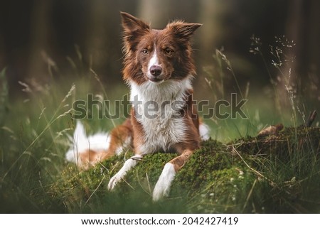 Brown and white border collie standing in the forest