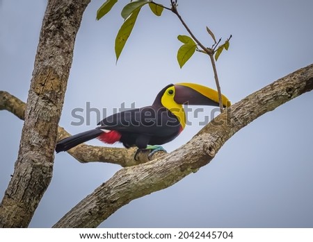 Chestnut mandibled toucan in the wilds of Costa Rica