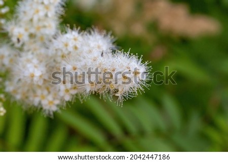 Blossom false spiraea on a green background in summer day macro photography. A fluffy branch of sorbaria sorbifolia flowers with white petals in summertime, close-up photo.