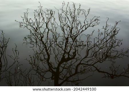 Single tree black silhouette reflection on water pond surface 