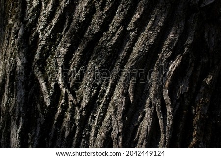 Close up dark tree bark texture into sun light 
