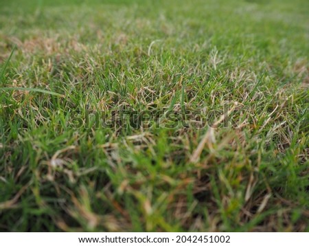 close up picture of natural grass