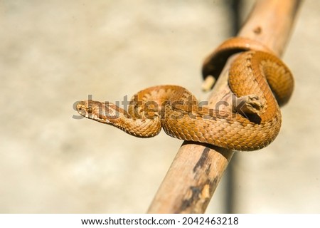 Common European viper. Close  up snake on the branch. Vipera berus Royalty-Free Stock Photo #2042463218