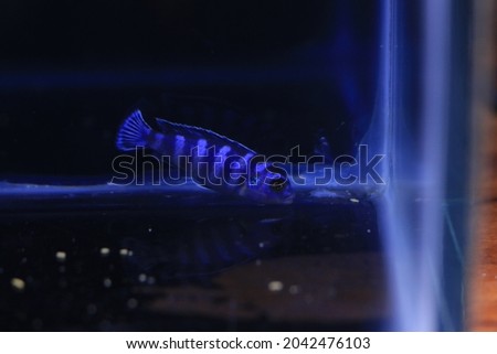 Demasoni Cichlid (Pseudotropheus demasoni) is swimming in freshwater aquarium