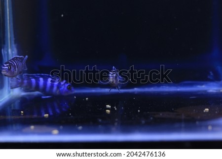 Demasoni Cichlid (Pseudotropheus demasoni) is swimming in freshwater aquarium