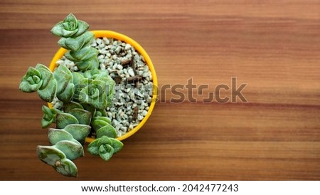 Succulent overhead shot on wooden table                        