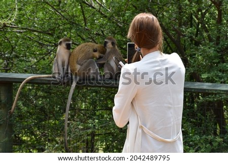 woman in a national park in africa photographs animals. tourist with a camera looking at a monkey