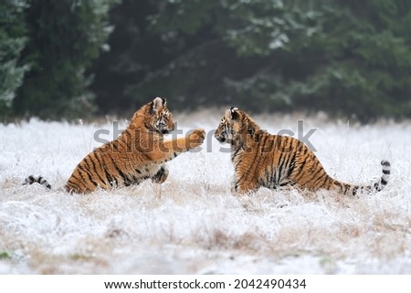 Young tigers playing in the snow. Siberian tiger in the winter in a natural habitat. Panthera tigris altaica Royalty-Free Stock Photo #2042490434